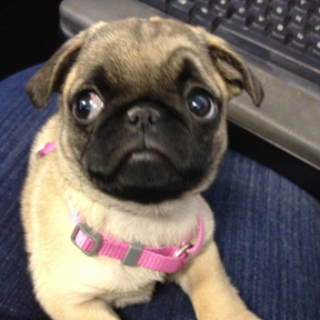 Fundraising Page: Jennifer Blake